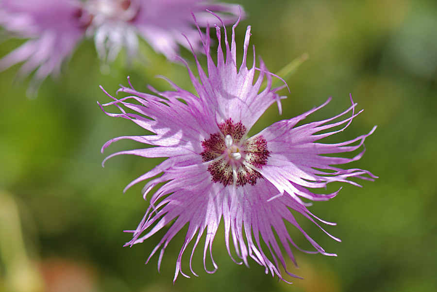 Dianthus monspessulanus